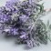 Artificial plant for creativity "Kotovnik" 1 bouquet = 6 branches lilac 13 cm