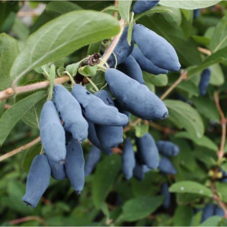 Honeysuckle edible Siberian, C2 pot, H20-40 Height, 1 pc, summer 2024