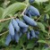 Honeysuckle edible Siberian, C2 pot, H20-40 Height, 1 pc, summer 2024