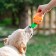 A toy for dogs "carrot" with a squeak, 18 cm, orange
