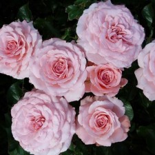 Sahenian Rosa Floribunda 
