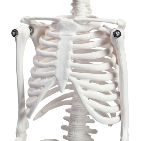 Halloween. Decor-figure "Skeleton" with mobile arms and legs, 45 cm-4
