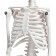 Halloween. Decor-figure "Skeleton" with mobile arms and legs, 45 cm