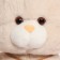 Soft toy "kitten", 25 cm