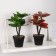 Bonsai in the pot "Cordille room" 10x24 cm, mix