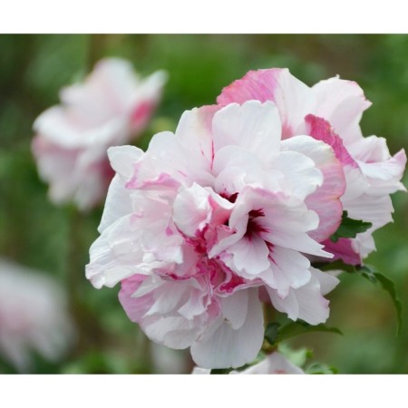 Sirian seedling Syrian "French Cabaret Pastel", pot P9, Summer 2024