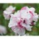 Sirian seedling Syrian "French Cabaret Pastel", pot P9, Summer 2024