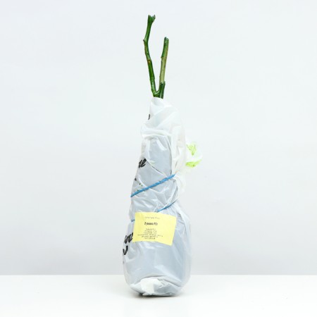Seedling rose spray "Luviana", mini-cutting, 1 pc, spring 2024-3