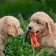 Chewing toy with a rope "Bone on a leash", 9.5 cm, pink