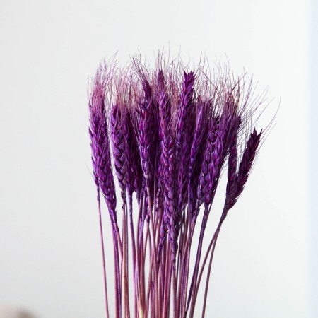 Dry Colossus of wheat, set 50 pcs., Purple color-1