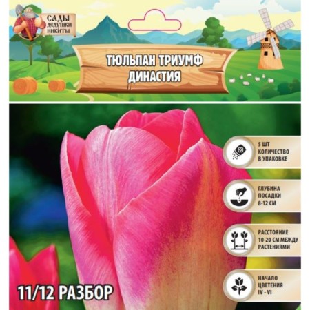 Tulip Triumph Dynasty, river 11/12, 5 pcs, autumn 2024