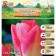 Tulip Triumph Dynasty, river 11/12, 5 pcs, autumn 2024