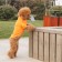 Animal T-shirt for animals, M (DS 30, OG 40, Osh 27 cm), Orange