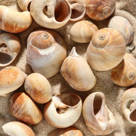 A set of shells, 2.5 - 4.5 cm, 100 g-1