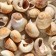 A set of shells, 2.5 - 4.5 cm, 100 g