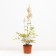 Astilba Asseline Color Flash, C3 Got, H10-50 Height, 1 pc, Summer 2024