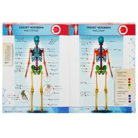4D Encyclopedia in augmented reality "Anatomy: Human Body"-3