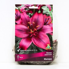 Lilia Asian Mapira, 14/16 rr, 2 pcs. 90 h (cm), autumn 2024
