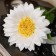 Artificial flowers "Herbera silk Galant" 45x9 cm, white
