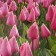 Tulip Darwin Hybrid Big Lav, Rr 12+, 3 pcs, Economy, Autumn 2024
