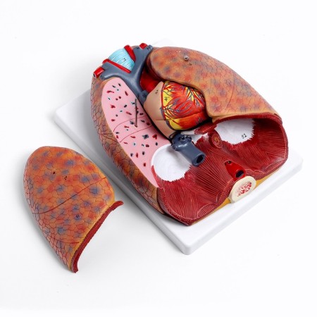 Match "Human breasts" collapsible 27*20*11cm-3