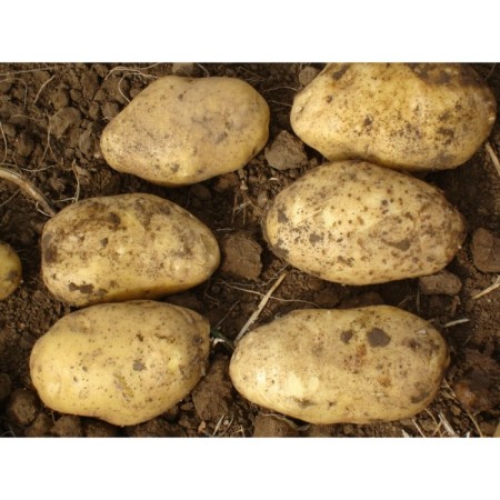 Sharps Express seed potatoes 10 pcs Super elite, r/r 28/55-1