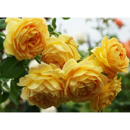 Seedling rose English park "Charles Darwin", tube, 1 pc, spring 2025