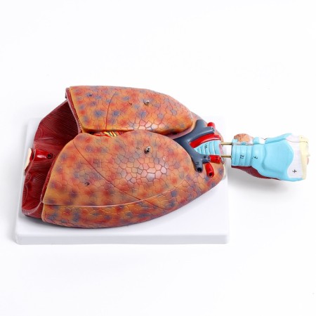 Match "Human breasts" collapsible 27*20*11cm-1