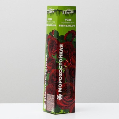 Baby bakara rose seedling, spring 2024, 1 pc.