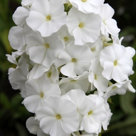 Seedling phlox pigeon of the world, pot p9, summer 2024