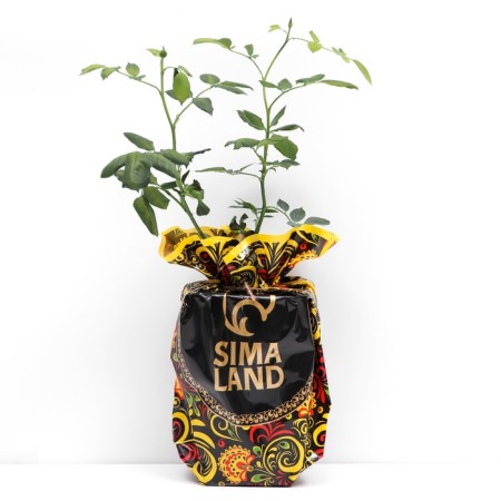 Seedling rose Black Medzhik, tea-hybrid tea, pot 2 l., Summer 2024
