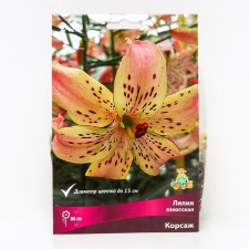 Lilia Asian corsage, 14/16 rr, 2 pcs. 80 h (cm), autumn 2024