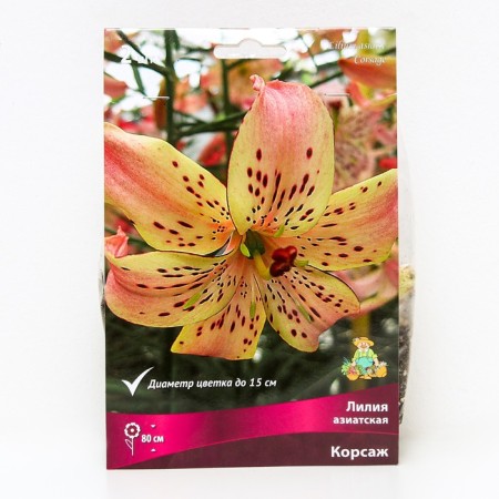 Lilia Asian corsage, 14/16 rr, 2 pcs. 80 h (cm), autumn 2024