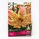 Lilia Asian corsage, 14/16 rr, 2 pcs. 80 h (cm), autumn 2024