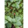 Opin-spraying nozzle for drip irrigation, with a peak, plastic, Greengo
