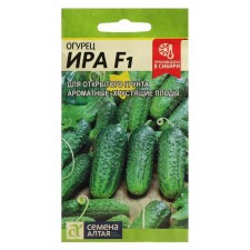 Seeds of cucumber 