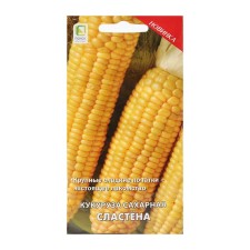 Sugar corn 