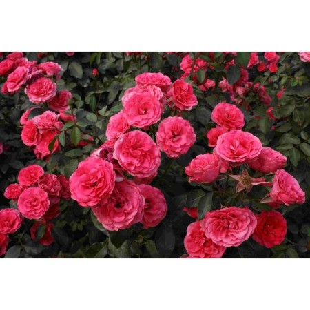 Seedling rose Shrab (bush) Pina Bausch, 1 pc, spring 2024