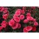 Seedling rose Shrab (bush) Pina Bausch, 1 pc, spring 2024