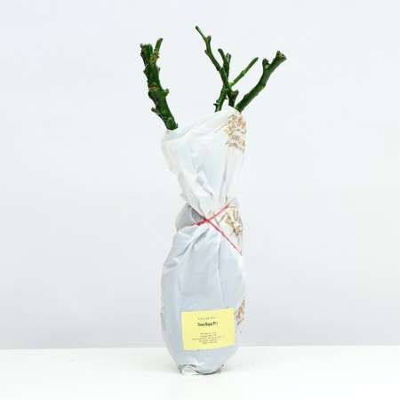 Seedling rose Shrab (bush) Pina Bausch, 1 pc, spring 2024-3