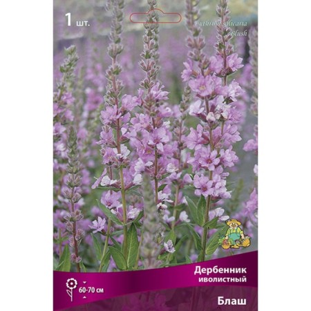 Derbennik "Ivolid Belsh", 1 pc, rr I, Spring 2025-2