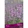 Derbennik "Ivolid Belsh", 1 pc, rr I, Spring 2025