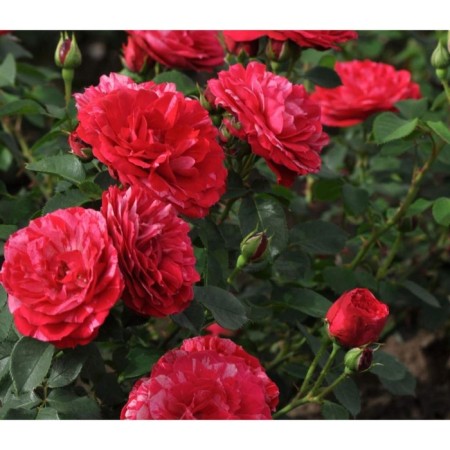 Sahenian Rosa Floribunda "Fresco Constantine", Tuba, 1 pc, spring 2025