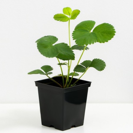 Strawberry Garden Zenga Zengana, P9 pot, 1 pc, summer 2024-1