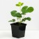 Strawberry Garden Zenga Zengana, P9 pot, 1 pc, summer 2024