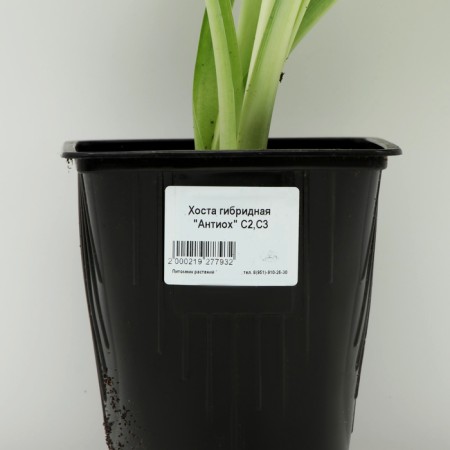 Hybrid Khosta "Antioch", pot C2, 1 pc, spring 2024-3
