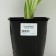 Hybrid Khosta "Antioch", pot C2, 1 pc, spring 2024