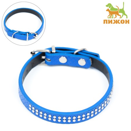 The collar of rivet with 2 rows of rivets, 33 x 1.2 cm, Osh 23-29, blue