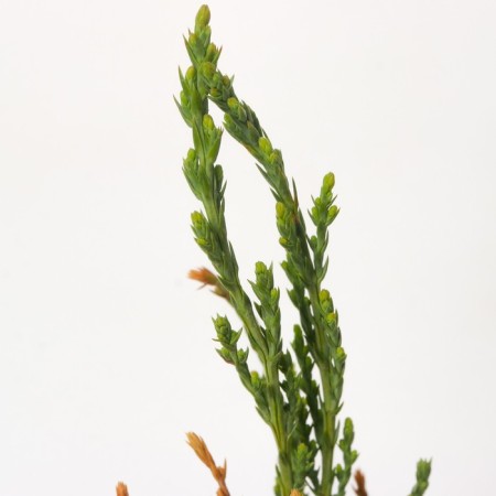 Juniper Rock "Skyroacroit", P9, 1pc, h 3-20 cm, summer 2024-4