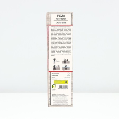 Seedling rose Plesy "jasmine", tube, 1 pc, spring 2025-1